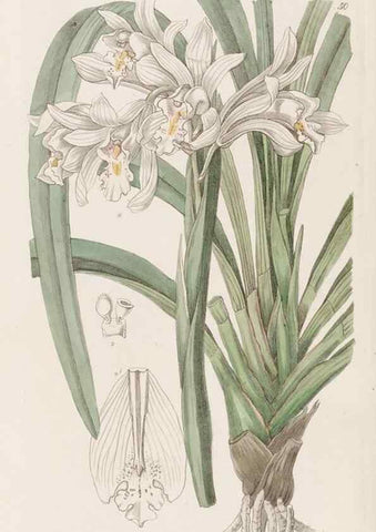 Reproducción/Reproduction 49817656781: Edwards's botanical register.. London :James Ridgway,1829-1847.. 