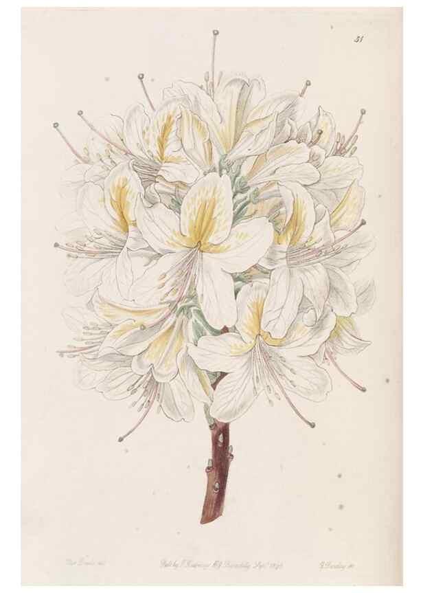 Reproducción/Reproduction 49817657081: Edwards's botanical register.. London :James Ridgway,1829-1847.. 