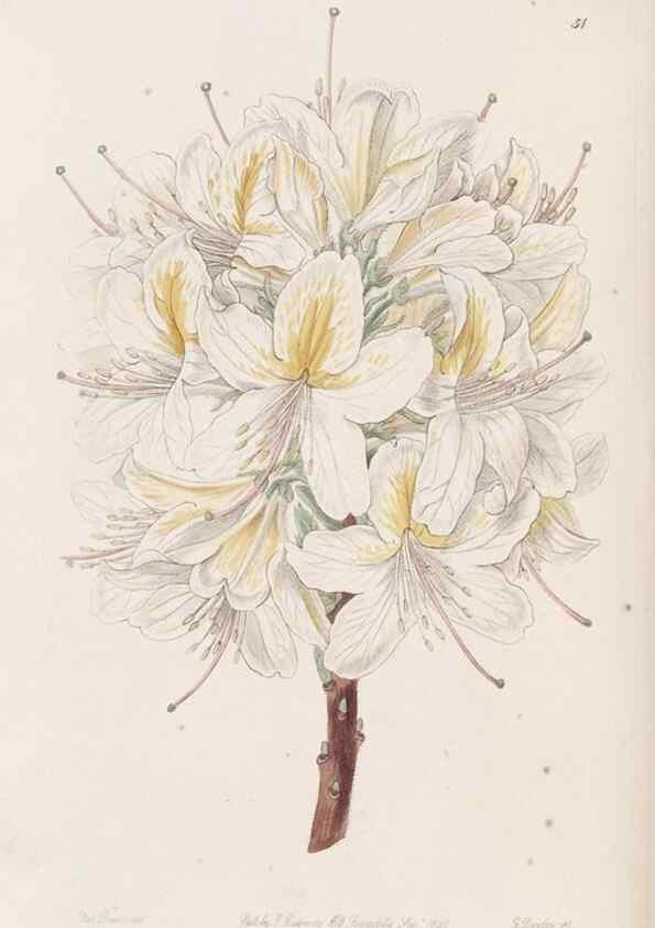 Reproducción/Reproduction 49817657081: Edwards's botanical register.. London :James Ridgway,1829-1847.. 