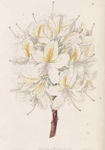 Reproducción/Reproduction 49817657081: Edwards's botanical register.. London :James Ridgway,1829-1847.. 