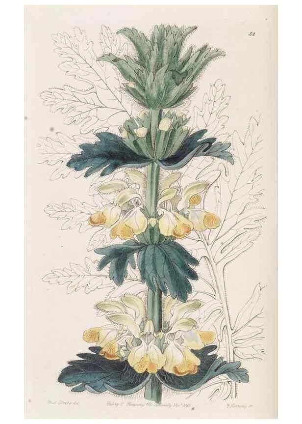 Reproducción/Reproduction 49817964162: Edwards's botanical register.. London :James Ridgway,1829-1847.. 