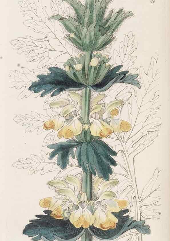 Reproducción/Reproduction 49817964162: Edwards's botanical register.. London :James Ridgway,1829-1847.. 
