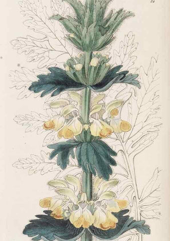 Reproducción/Reproduction 49817964162: Edwards's botanical register.. London :James Ridgway,1829-1847.. 
