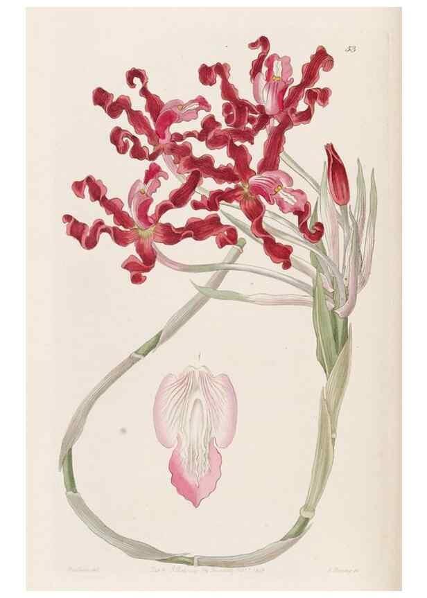 Reproducción/Reproduction 49817121023: Edwards's botanical register.. London :James Ridgway,1829-1847.. 