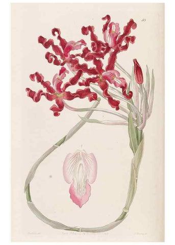 Reproducción/Reproduction 49817121023: Edwards's botanical register.. London :James Ridgway,1829-1847.. 