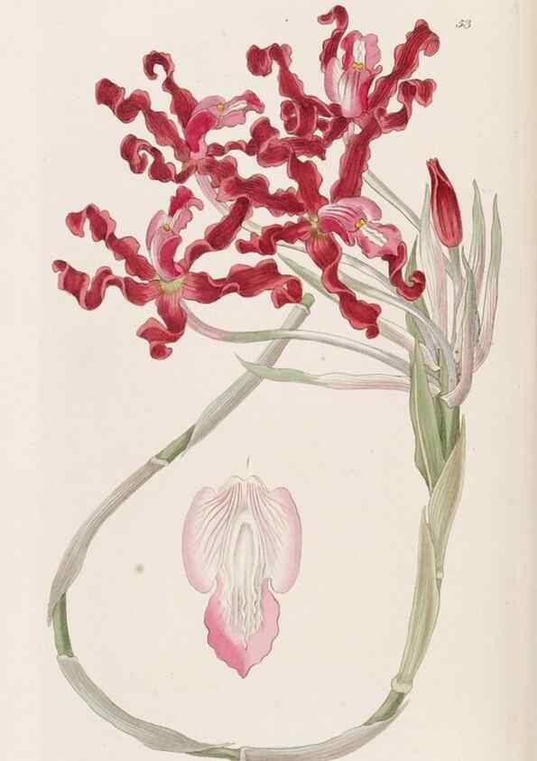 Reproducción/Reproduction 49817121023: Edwards's botanical register.. London :James Ridgway,1829-1847.. 
