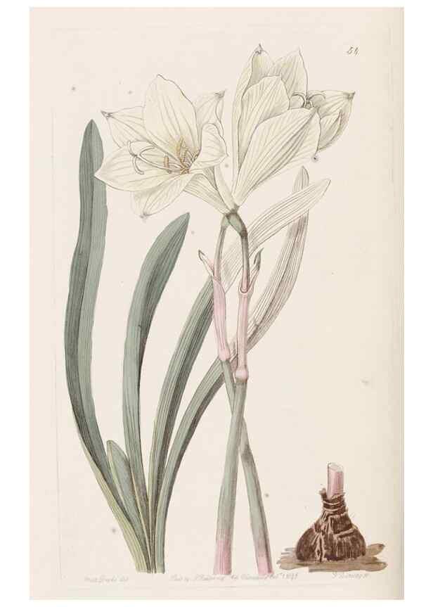 Reproducción/Reproduction 49817658171: Edwards's botanical register.. London :James Ridgway,1829-1847.. 