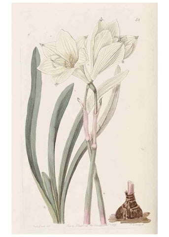 Reproducción/Reproduction 49817658171: Edwards's botanical register.. London :James Ridgway,1829-1847.. 
