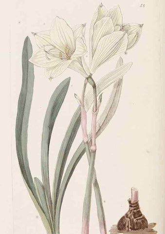 Reproducción/Reproduction 49817658171: Edwards's botanical register.. London :James Ridgway,1829-1847.. 
