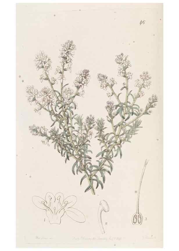 Reproducción/Reproduction 49817118563: Edwards's botanical register.. London :James Ridgway,1829-1847.. 