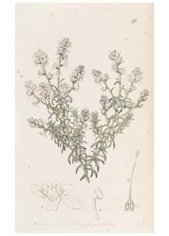 Reproducción/Reproduction 49817118563: Edwards's botanical register.. London :James Ridgway,1829-1847.. 