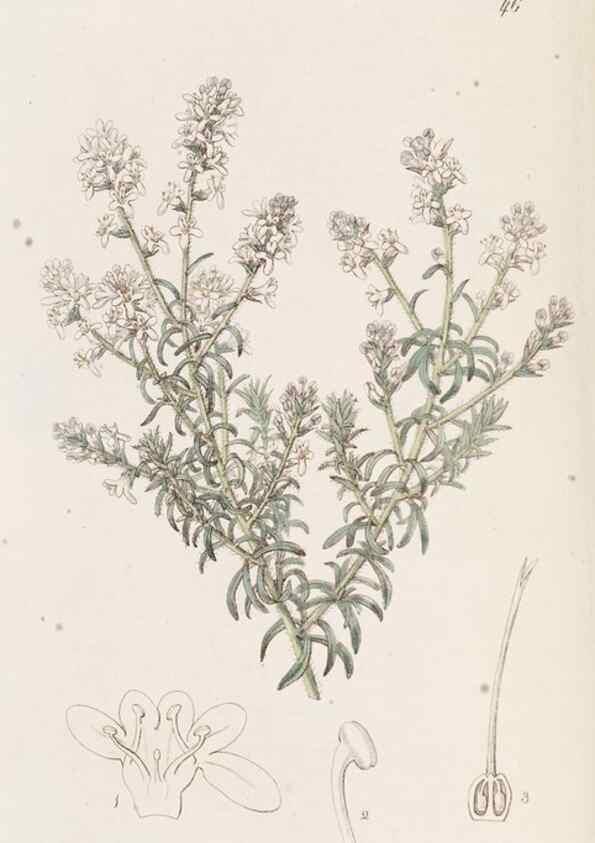 Reproducción/Reproduction 49817118563: Edwards's botanical register.. London :James Ridgway,1829-1847.. 