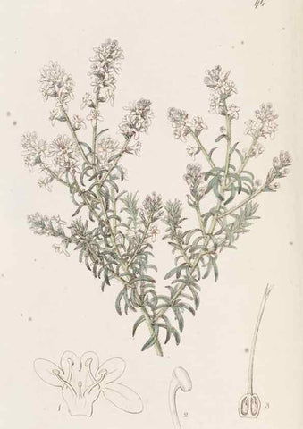 Reproducción/Reproduction 49817118563: Edwards's botanical register.. London :James Ridgway,1829-1847.. 