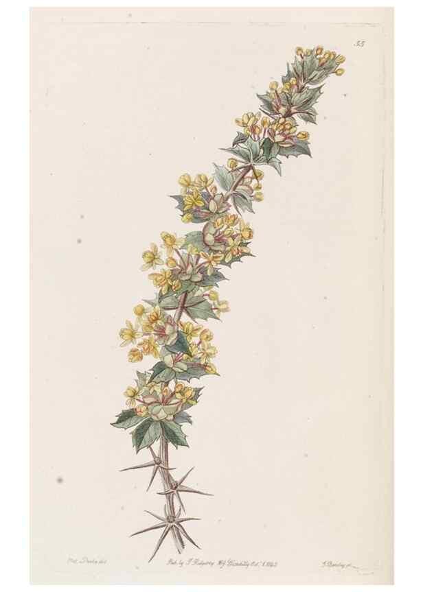 Reproducción/Reproduction 49817121673: Edwards's botanical register.. London :James Ridgway,1829-1847.. 