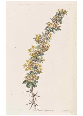 Reproducción/Reproduction 49817121673: Edwards's botanical register.. London :James Ridgway,1829-1847.. 