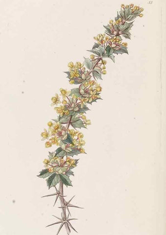 Reproducción/Reproduction 49817121673: Edwards's botanical register.. London :James Ridgway,1829-1847.. 