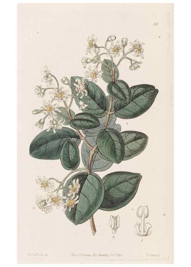 Reproducción/Reproduction 49817965827: Edwards's botanical register.. London :James Ridgway,1829-1847.. 