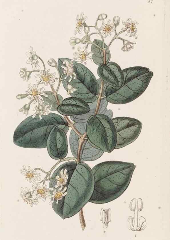 Reproducción/Reproduction 49817965827: Edwards's botanical register.. London :James Ridgway,1829-1847.. 