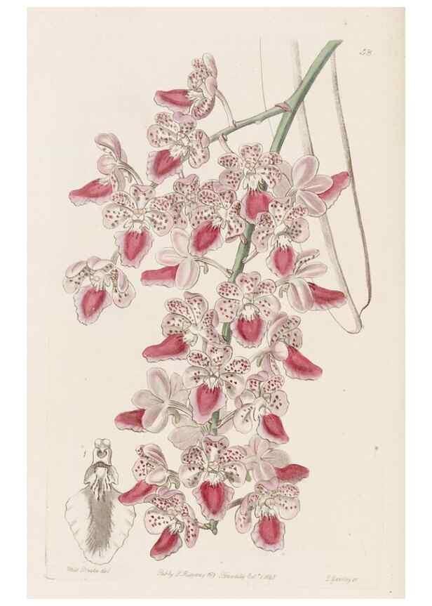 Reproducción/Reproduction 49817966232: Edwards's botanical register.. London :James Ridgway,1829-1847.. 