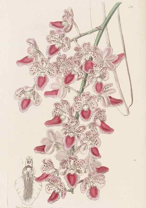 Reproducción/Reproduction 49817966232: Edwards's botanical register.. London :James Ridgway,1829-1847.. 