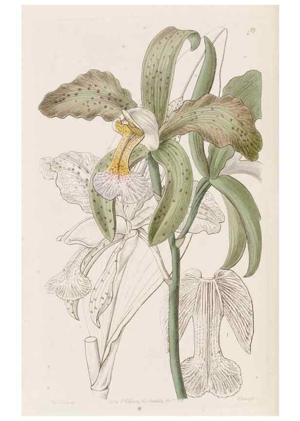Reproducción/Reproduction 49817659726: Edwards's botanical register.. London :James Ridgway,1829-1847.. 