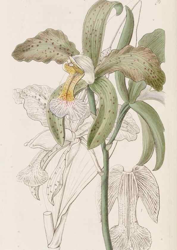 Reproducción/Reproduction 49817659726: Edwards's botanical register.. London :James Ridgway,1829-1847.. 