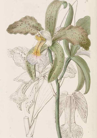 Reproducción/Reproduction 49817659726: Edwards's botanical register.. London :James Ridgway,1829-1847.. 