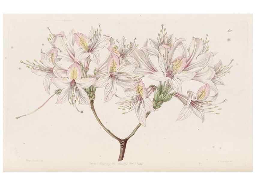 Reproducción/Reproduction 49817123203: Edwards's botanical register.. London :James Ridgway,1829-1847.. 
