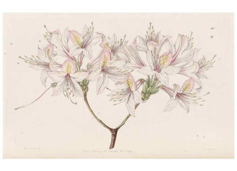 Reproducción/Reproduction 49817123203: Edwards's botanical register.. London :James Ridgway,1829-1847.. 