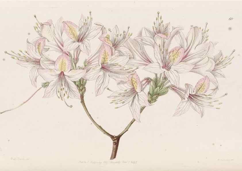 Reproducción/Reproduction 49817123203: Edwards's botanical register.. London :James Ridgway,1829-1847.. 