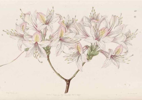 Reproducción/Reproduction 49817123203: Edwards's botanical register.. London :James Ridgway,1829-1847.. 