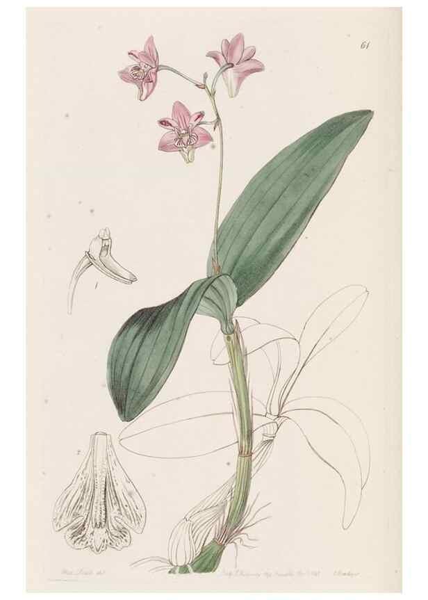 Reproducción/Reproduction 49817660301: Edwards's botanical register.. London :James Ridgway,1829-1847.. 