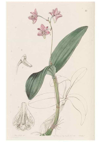 Reproducción/Reproduction 49817660301: Edwards's botanical register.. London :James Ridgway,1829-1847.. 