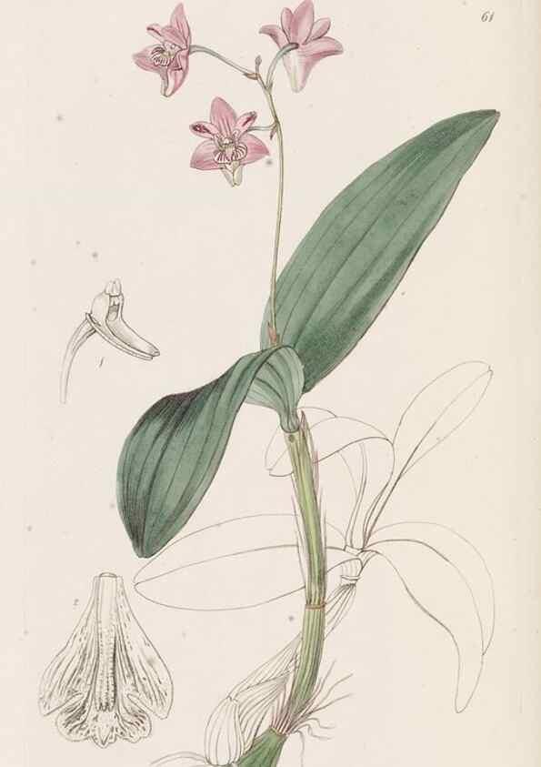 Reproducción/Reproduction 49817660301: Edwards's botanical register.. London :James Ridgway,1829-1847.. 