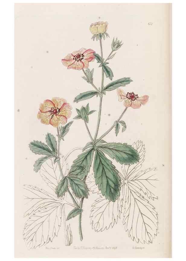 Reproducción/Reproduction 49817967467: Edwards's botanical register.. London :James Ridgway,1829-1847.. 