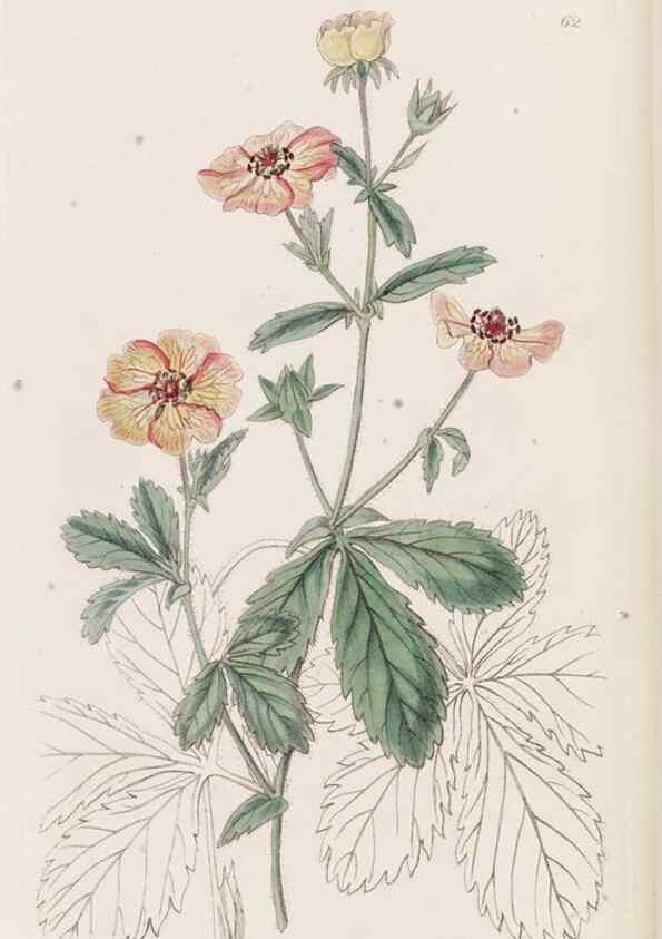 Reproducción/Reproduction 49817967467: Edwards's botanical register.. London :James Ridgway,1829-1847.. 