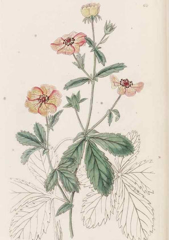Reproducción/Reproduction 49817967467: Edwards's botanical register.. London :James Ridgway,1829-1847.. 