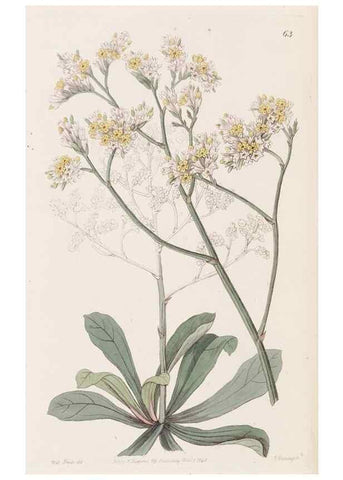 Reproducción/Reproduction 49817967782: Edwards's botanical register.. London :James Ridgway,1829-1847.. 