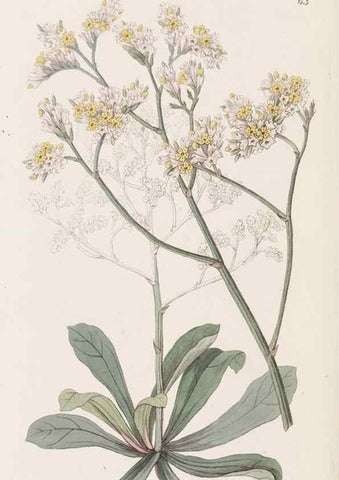 Reproducción/Reproduction 49817967782: Edwards's botanical register.. London :James Ridgway,1829-1847.. 