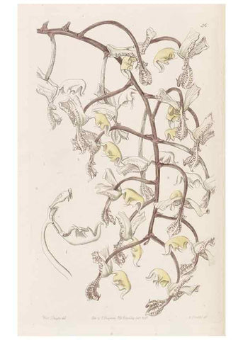 Reproducción/Reproduction 49817122003: Edwards's botanical register.. London :James Ridgway,1829-1847.. 