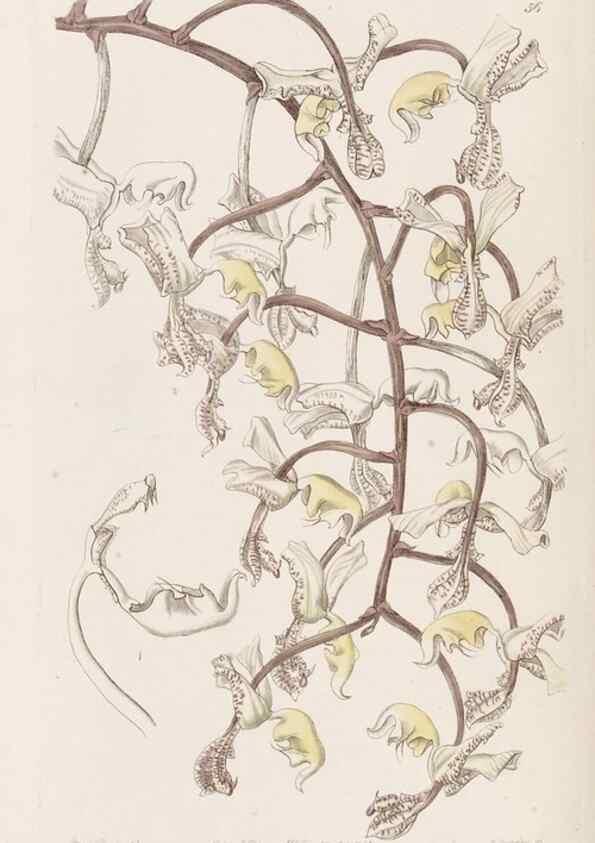 Reproducción/Reproduction 49817122003: Edwards's botanical register.. London :James Ridgway,1829-1847.. 