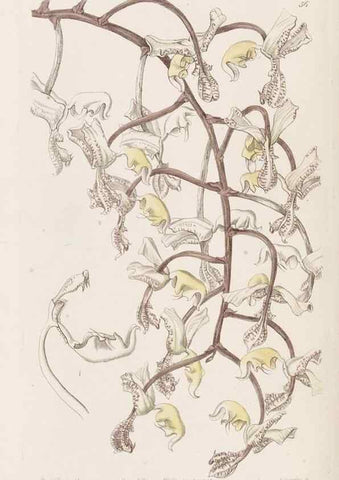 Reproducción/Reproduction 49817122003: Edwards's botanical register.. London :James Ridgway,1829-1847.. 