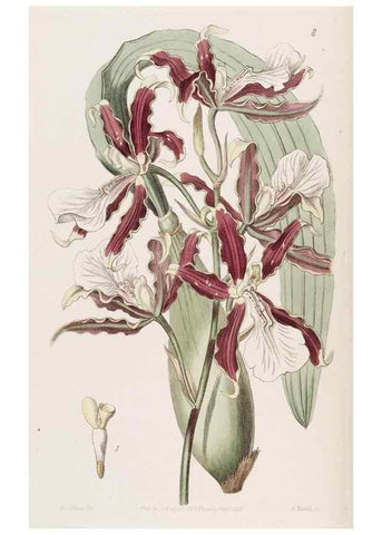 Reproducción/Reproduction 49817947967: Edwards's botanical register.. London :James Ridgway,1829-1847.. 