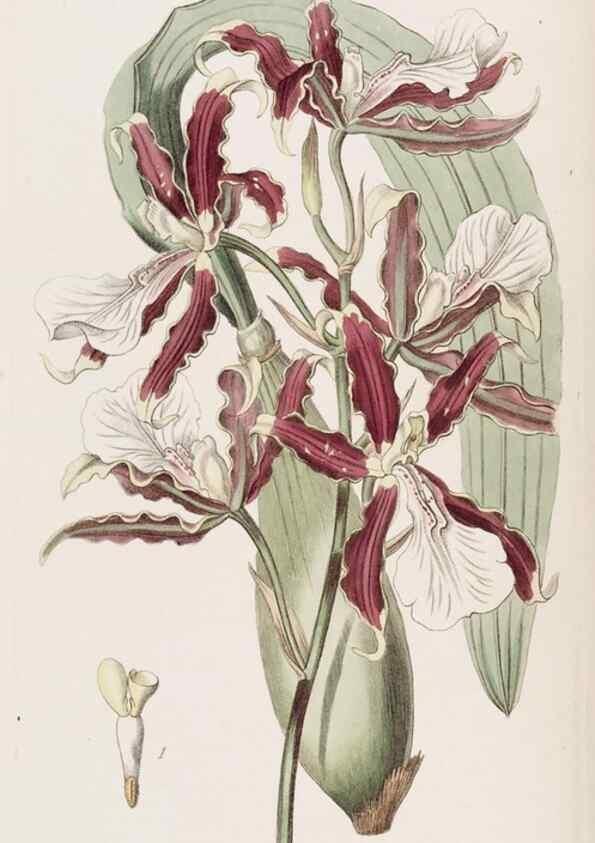 Reproducción/Reproduction 49817947967: Edwards's botanical register.. London :James Ridgway,1829-1847.. 