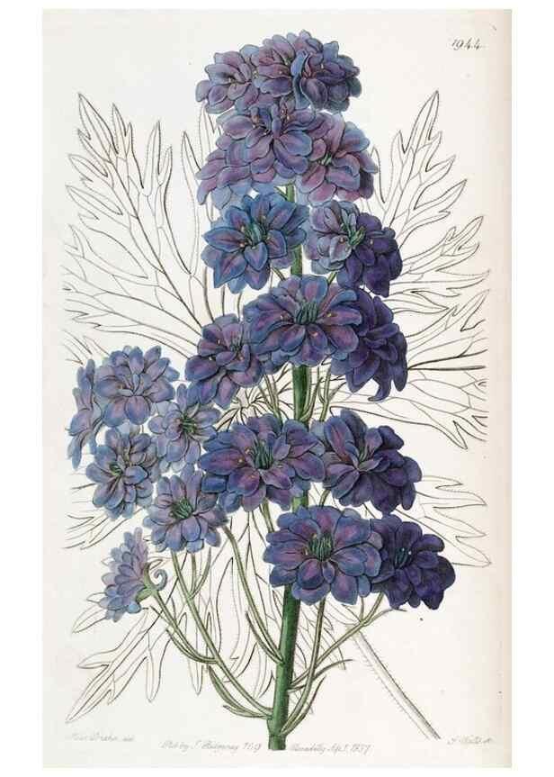Reproducción/Reproduction 49821490138: Edwards's botanical register.. London :James Ridgway,1829-1847.. 