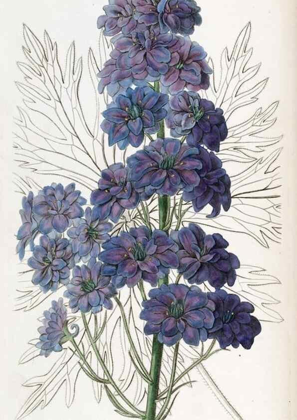 Reproducción/Reproduction 49821490138: Edwards's botanical register.. London :James Ridgway,1829-1847.. 