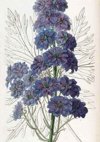 Reproducción/Reproduction 49821490138: Edwards's botanical register.. London :James Ridgway,1829-1847.. 