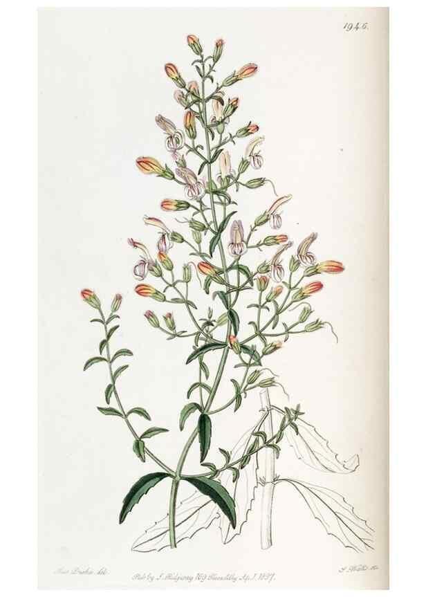 Reproducción/Reproduction 49822028716: Edwards's botanical register.. London :James Ridgway,1829-1847.. 