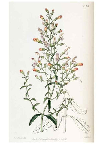 Reproducción/Reproduction 49822028716: Edwards's botanical register.. London :James Ridgway,1829-1847.. 
