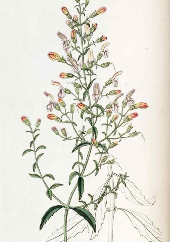 Reproducción/Reproduction 49822028716: Edwards's botanical register.. London :James Ridgway,1829-1847.. 